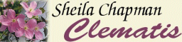 Sheila Chapman Clematis