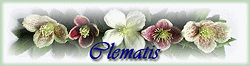 Howells on Clematis