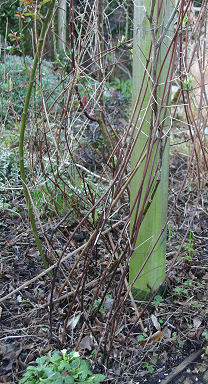 The plant before we start