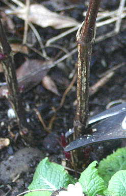 Prune at the lowest pair of buds