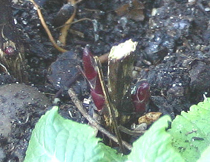 Clematis stem after pruning