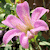 C. 'Zomibel' MIENIE BELLE