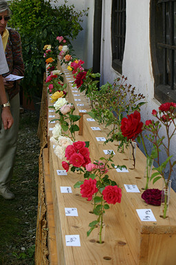 Unterliezheim 2007 - Rosearrangement &copy;K.Woolfenden