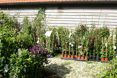 Unterliezheim 2007 - Clematis von M. Herian&copy;K.Woolfenden