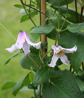 C. 'Benedikt'&copy;H.Weihrauch