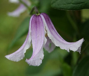 C. 'Benedikt'&copy;H.Weihrauch