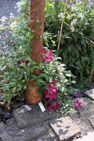 One of a number of clematis