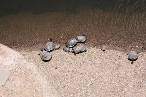 Turtles sunning themselves