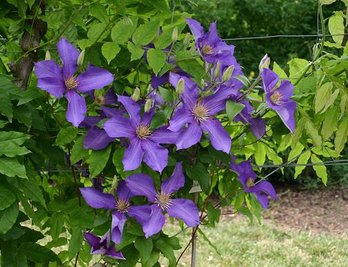 Clematis 'Ascotiensis'&copy;K.Woolfenden