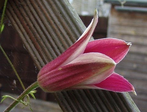 Clematis 'Princess Diana'&copy;Roy Nunn