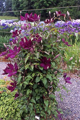 C. 'Honora'&copy;Linda Beutler