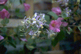 Clematis 'Jouiniana'