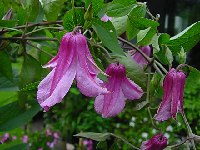 Clematis Alionushka International Clematis Society Clematis Alionushka International Clematis Society