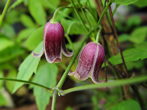Clematis japonica&copy;Ton Hannink