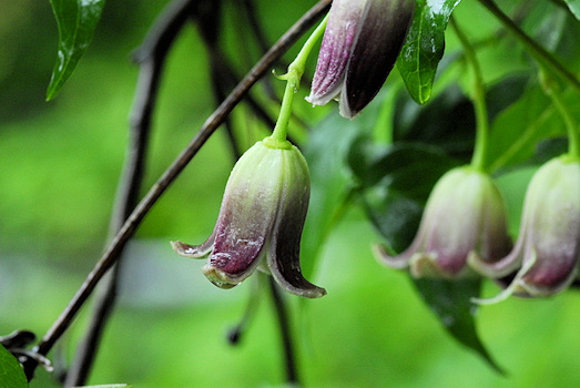 Clematis japonica photographed at nursery of Mr Yamaguchi, Japan, 2008&copy;Ton Hannink
