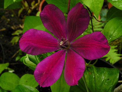 Clematis 'Stasik'&copy;Ton Hannink