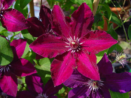 Clematis 'Stasik'&copy;Ton Hannink