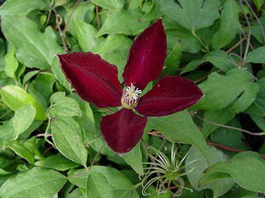 Clematis 'Stasik'&copy;Ton Hannink