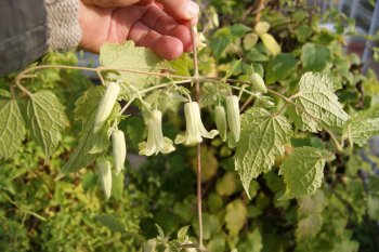 Clematis buchaniana&copy;Wim Snoeijer