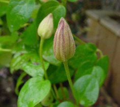 C. 'Miniseelik' bud&copy;Ton Hannink