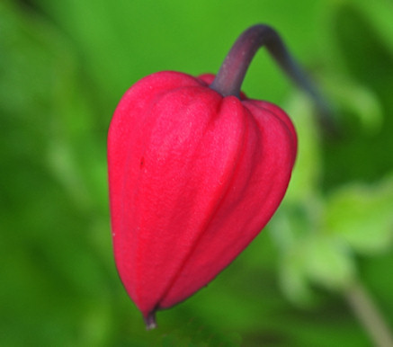 C. texensis&copy;Ton Hannink