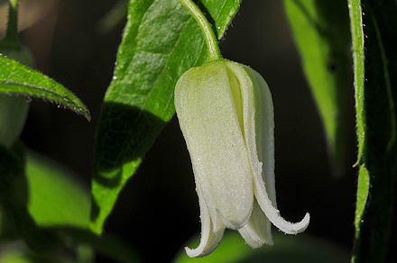 C. acuminata var. sikkimensis Br&uuml;hl.&copy;Ton Hannink