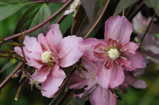 C. 'Sunrise'©Ton Hannink