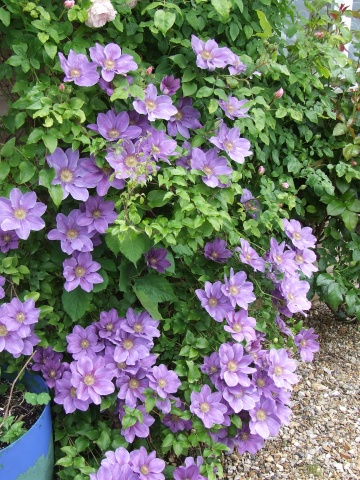 C. 'Kinju Atarashi'&copy;Tolver Gooch Ltd.