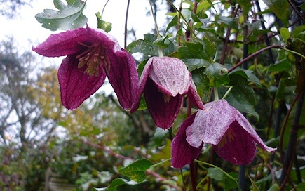 C. cirrhosa var. purpurascens 'Lansdowne Gem'&copy;Iris Clarke