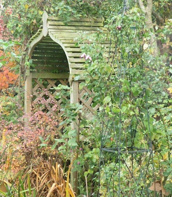 The obelisk showing good growth&copy;Iris Clarke