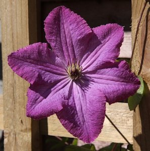 Newly opened flower of C. 'Solina&copy;Ken Woolfenden