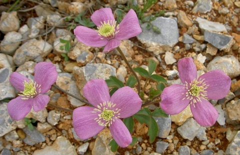 C. chrysocoma in Yunnan&copy;Harry Jans