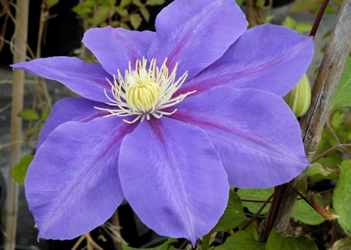 C. 'Duchess of Waverly'&copy;Linda Beutler