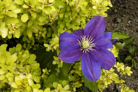 C. 'Duchess of Waverly in a golden berberis in the Founder's Garden&copy;Linda Beutler
