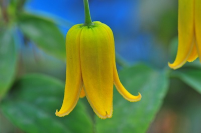 C. otophora&copy;Ton Hannink