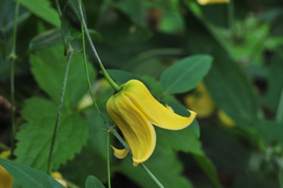 C. otophora&copy;Ton Hannink