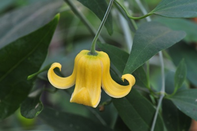 C. otophora&copy;Ton Hannink