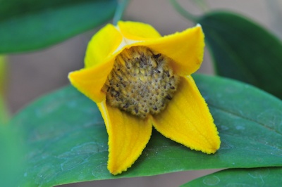 C. otophora&copy;Ton Hannink