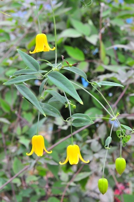 C. otophora&copy;Ton Hannink