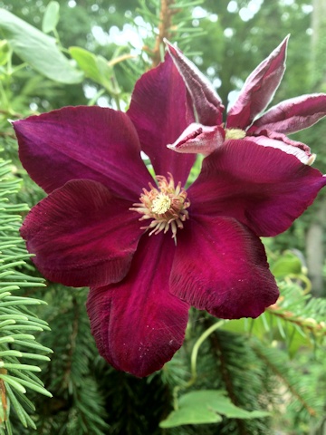 C. 'Mazowsze'&copy;Deborah Hardwick