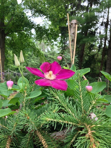 C. 'Mazowsze'&copy;Deborah Hardwick