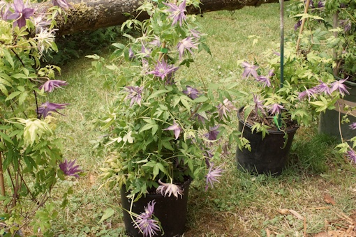 C. 'Joe Zary'&copy;Roy Nunn