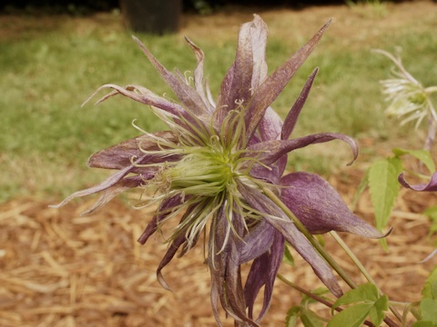 C. 'Joe Zary'&copy;Roy Nunn