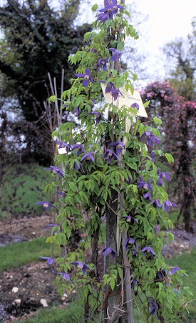 C. alpina 'Pamela Jackman' in a display garden, April 1995&copy;Ken Woolfenden