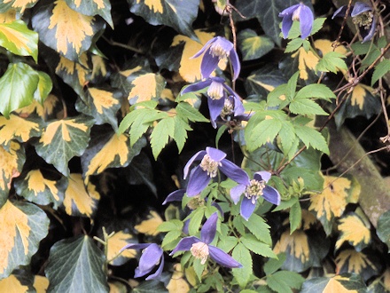 C. alpina 'Pamela Jackman' in a private garden, April 2002&copy;Ken Woolfenden