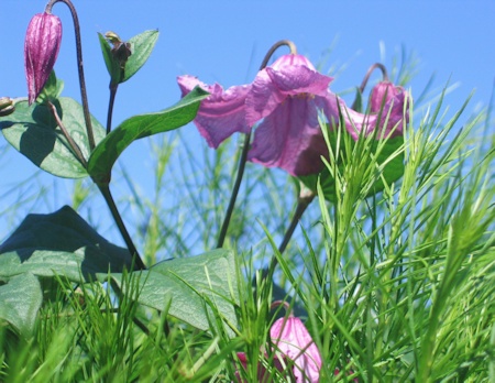 C. × diversifolia 'Heather Herschell'&copy;Mia Broder