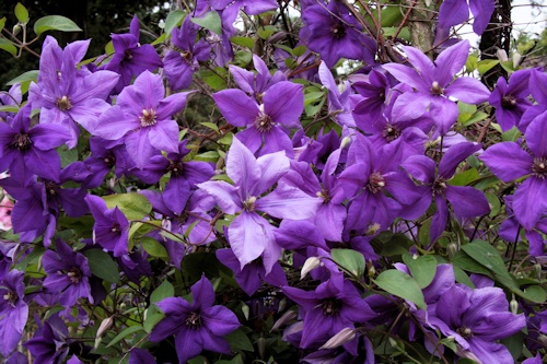 C. 'Semu'&copy;Ken Woolfenden