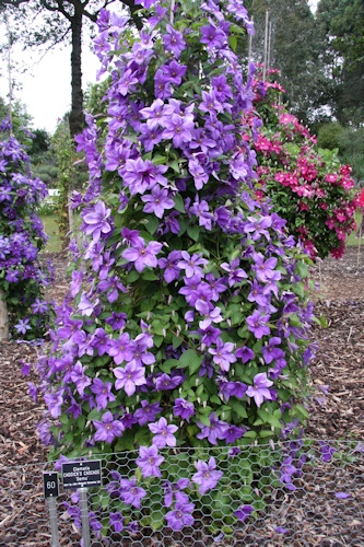 C. 'Semu'&copy;Ken Woolfenden