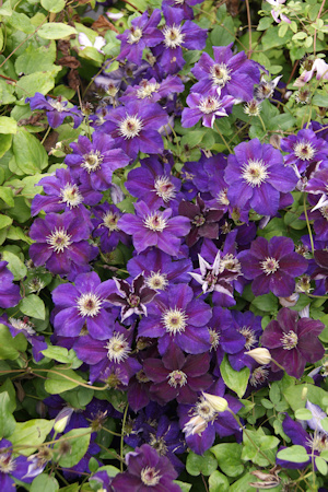 C. 'Zohapbi' HAPPY BIRTHDAY &copy;Wim Snoeijer