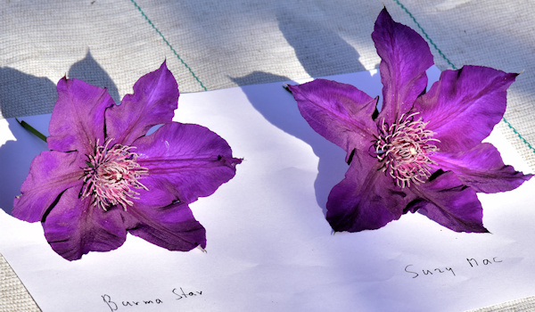 C. 'Burma Star' and C. 'Suzy Mac'&copy;Ton Hannink